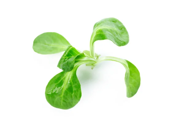 Close Spinach Leaves Isolated White Background — Stock Photo, Image