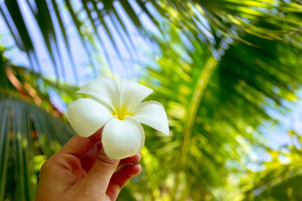 Frangipani Fiore Nella Mano Una Donna — Foto Stock