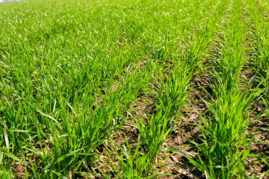 yeşil alan arka plan bahar, yakın çekim