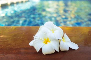 Frangipani çiçek Havuzda yüzen