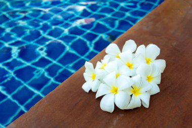 Frangipani çiçek Havuzda yüzen