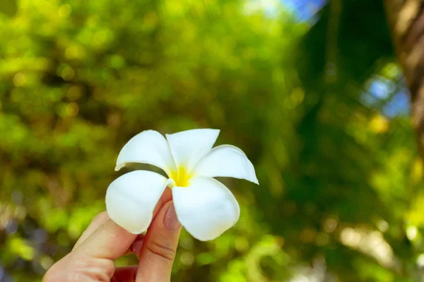 女人手里的花 — 图库照片