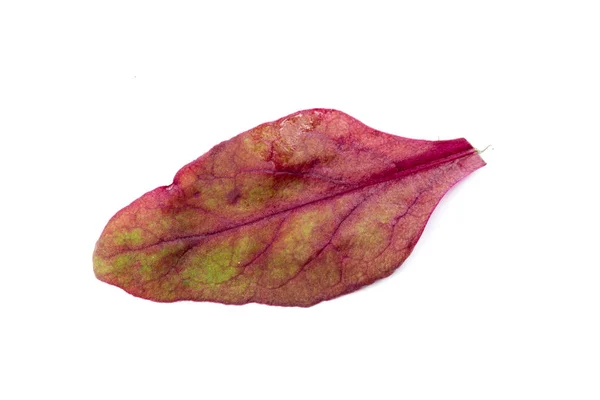 バジルの葉の白い背景で隔離 — ストック写真