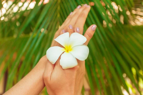 Frangipani Bloem Handen Van Een Vrouw — Stockfoto