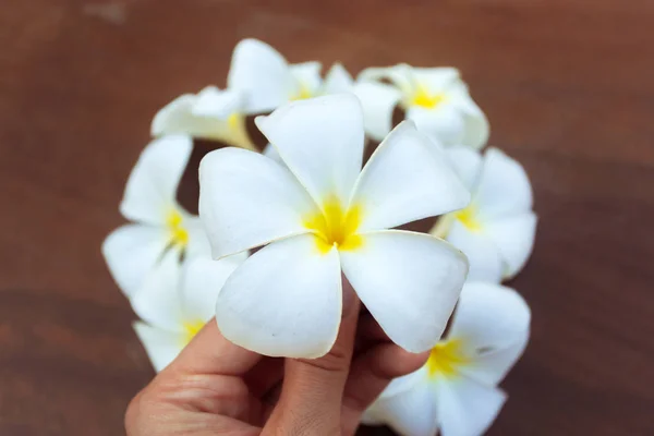 Kwiat Plumerii Kobiecej Dłoni — Zdjęcie stockowe