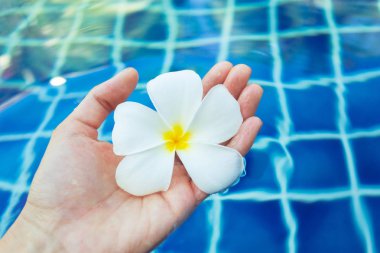 Frangipani çiçek Havuzda yüzen