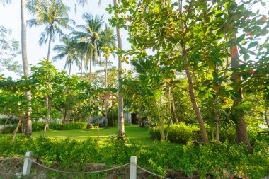 Hindistan cevizi hurma ağacı orman gündüz 