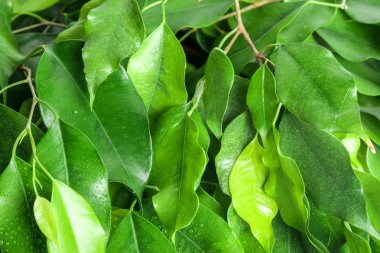 kapatmak yukarıya-in yeşil yaprakları doku arka plan 