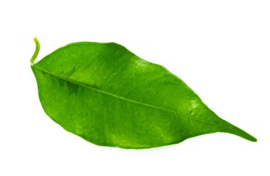 Beyaz arkaplanda izole edilmiş yeşil yaprağı kapat 