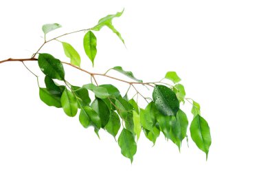 Yeşil yaprakların üzerinde beyaz arka plan izole kapatmak 