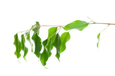 Yeşil yaprakların üzerinde beyaz arka plan izole kapatmak 