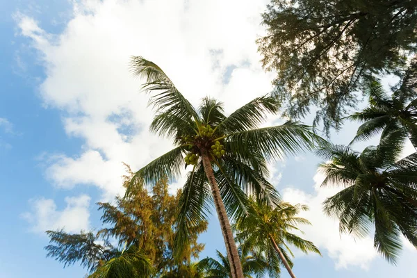 Sea Tropical Paradise Background Close — Stock Photo, Image