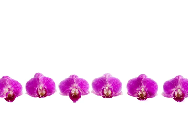 Lila Orkide Çiçekleri Beyaz Zemin Üzerine Izole — Stok fotoğraf