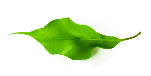 Close Folhas Verdes Isoladas Fundo Branco — Fotografia de Stock