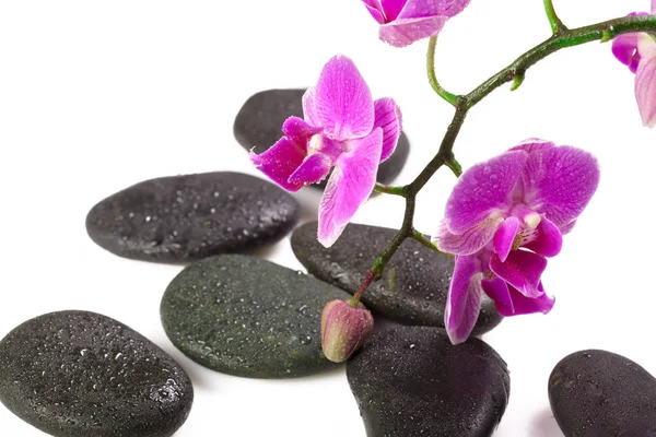 Zen Pedras Flores Orquídeas Fundo Branco — Fotografia de Stock