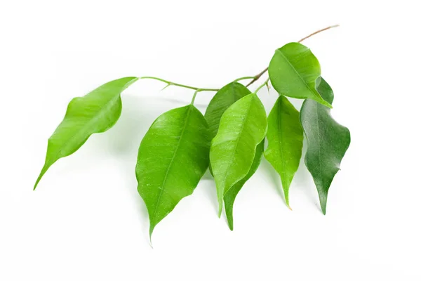 Gros Plan Des Feuilles Vertes Isolées Sur Fond Blanc — Photo