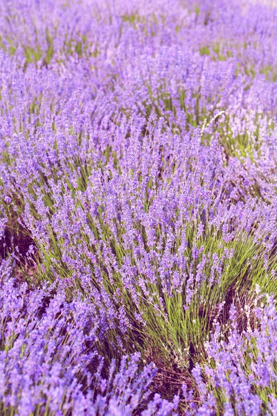 Perto Lavender Field Verão Durante Dia — Fotografia de Stock