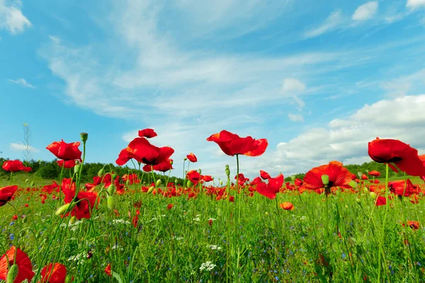 Red Poppy Flowers Field Background — Stock Photo, Image