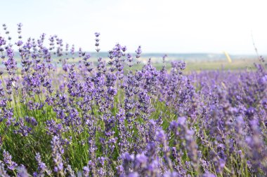 gündüz, yaz aylarında lavanta alanının yakın çekim 