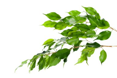 Yeşil yaprakların üzerinde beyaz arka plan izole kapatmak 