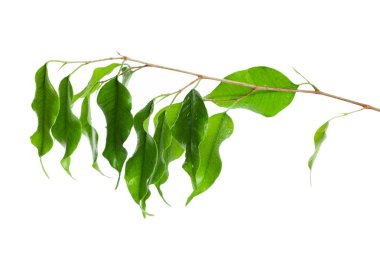 Yeşil yaprakların üzerinde beyaz arka plan izole kapatmak 