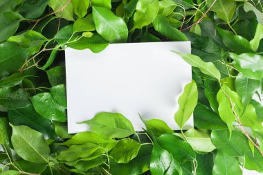 Doğa arka planda, sahte kadar yakın çekim