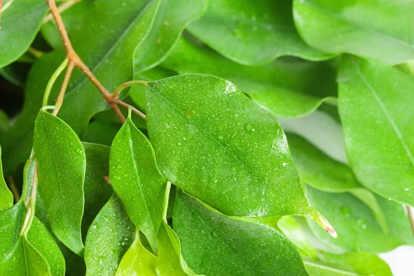 Stäng Gröna Löv Textur Bakgrund — Stockfoto