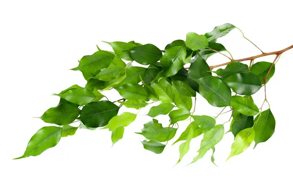 Gros Plan Des Feuilles Vertes Isolées Sur Fond Blanc — Photo