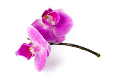 Pembe orkide beyaz arkaplanda izole edildi