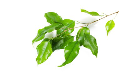 beyaz arkaplanda yeşil yapraklar izole