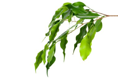 beyaz arkaplanda yeşil yapraklar izole