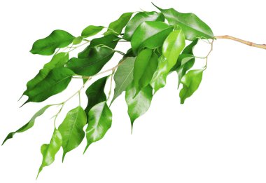 beyaz arkaplanda yeşil yapraklar izole