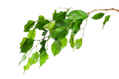 beyaz arkaplanda yeşil yapraklar izole