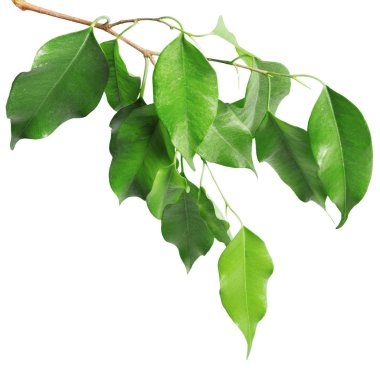 beyaz arkaplanda yeşil yapraklar izole