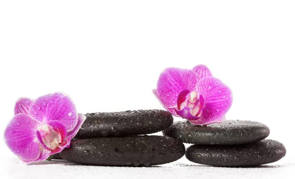 Zen Stenen Orchideebloemen Spa Concept — Stockfoto