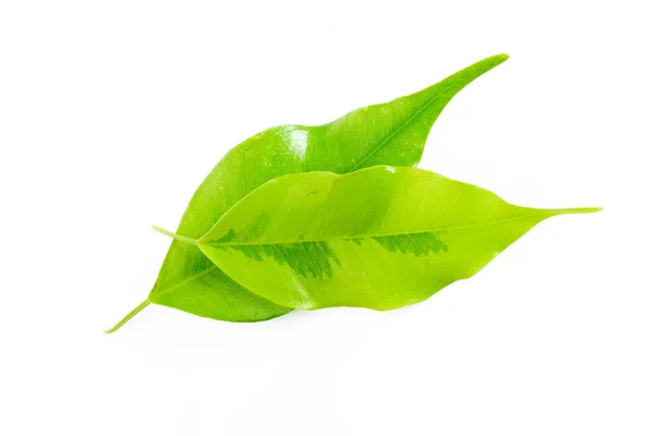 Зелене Листя Ізольоване Білому Фоні — стокове фото