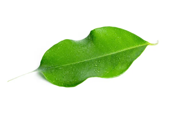 Green Leaf Isolated White Background — Stock Photo, Image