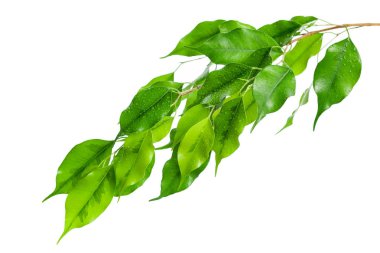 beyaz arkaplanda yeşil yapraklar izole