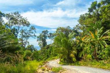 Tropikal orman, arka plan, ağaçta yakın çekim