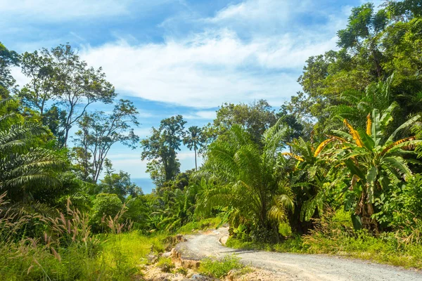 Tropikal orman, arka plan, ağaçta yakın çekim