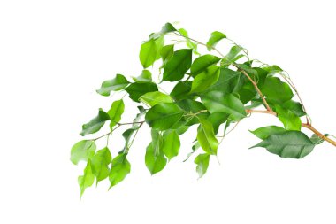 yaprakların beyaz arka plan üzerinde izole kapatmak 