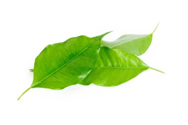 yaprakların beyaz arka plan üzerinde izole kapatmak 