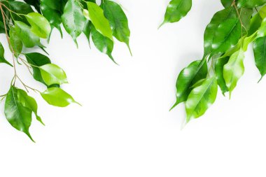 yaprakların beyaz arka plan üzerinde izole kapatmak 