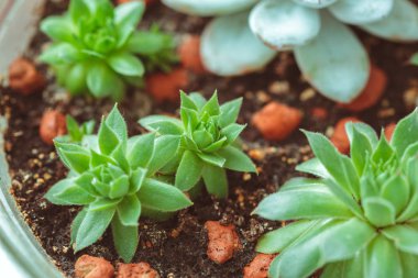 Minyatür etli bitkiler üzerinde arka plan, yakın çekim