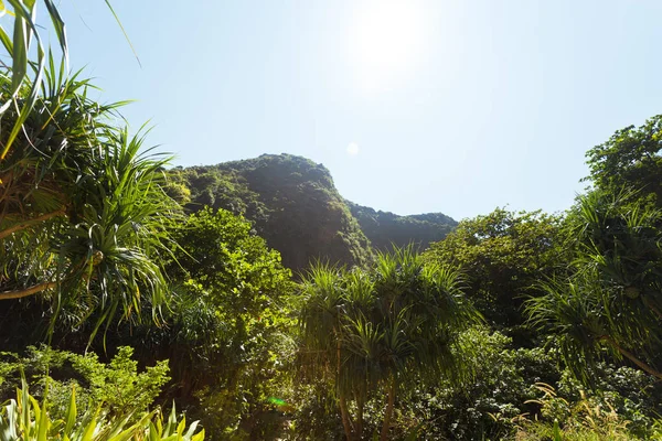 Foresta Tropicale Alberi Sullo Sfondo Ravvicinato — Foto Stock