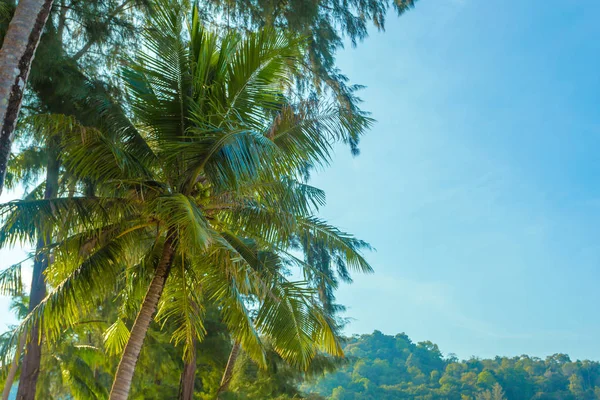 Close Green Tropical Trees Daytime — Stock Photo, Image