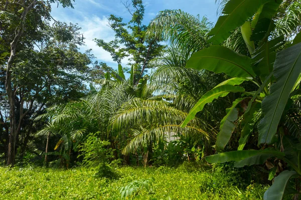 Tropical forest, trees on background,close up