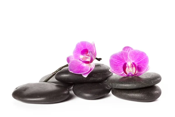 Pedras Zen Flores Orquídeas Conceito Spa — Fotografia de Stock