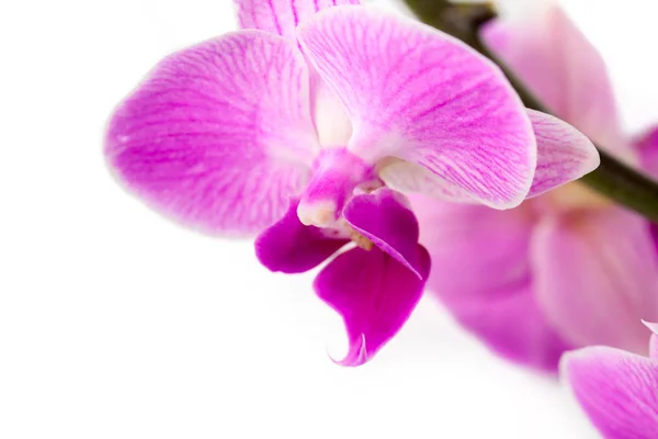 Розовая Орхидея Белом Фоне — стоковое фото