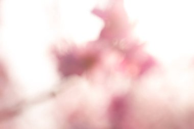 Soyut pembe bahar arka plan